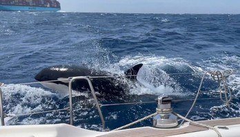 Gangue de orcas liderada por Gladis se torna o terror de barcos (Reprodução/YouTube/The Telegraph)